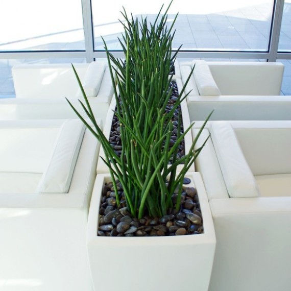 Troughs - Eco Green Office Plants